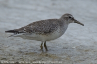 Pobrežník hrdzavý - Calidris canutus - Red Knot