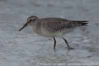 Pobrežník hrdzavý - Calidris canutus - Red Knot