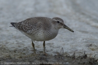 Pobrežník hrdzavý - Calidris canutus - Red Knot