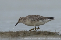 Pobrežník hrdzavý - Calidris canutus - Red Knot