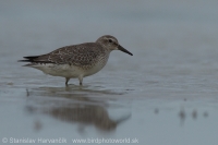 Pobrežník hrdzavý - Calidris canutus - Red Knot