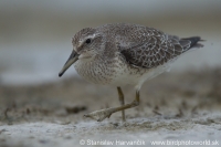 Pobrežník hrdzavý - Calidris canutus - Red Knot