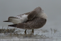 Pobrežník hrdzavý - Calidris canutus - Red Knot