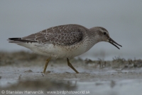 Pobrežník hrdzavý - Calidris canutus - Red Knot