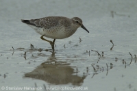 Pobrežník hrdzavý - Calidris canutus - Red Knot