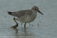 Pobrežník hrdzavý - Calidris canutus - Red Knot
