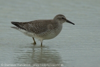Pobrežník hrdzavý - Calidris canutus - Red Knot