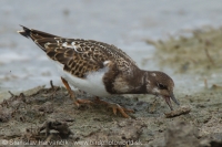 Kamenár strakatý - Arenaria interpres - Ruddy Turnstone