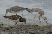 Kamenár strakatý - Arenaria interpres - Ruddy Turnstone