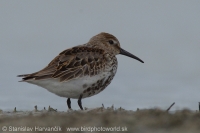 Pobrežník obyčajný - Calidris alpina - Dunlin