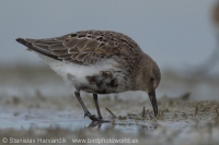 Pobrežník obyčajný - Calidris alpina - Dunlin