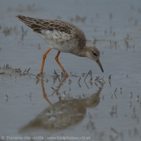 Bojovník bahenný - Philomachus pugnax - Ruff