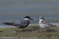 Čorík bahenný - Chlidonias hybrida - Whiskered Tern