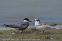 Čorík bahenný - Chlidonias hybrida - Whiskered Tern