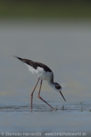 Šišila bocianovitá - Himantopus himantopus - Black-winged Stilt