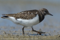Kamenár strakatý - Arenaria interpres - Ruddy Turnstone