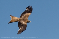 Haja červená - Milvus milvus - Red Kite
