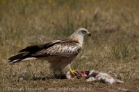 Haja červená - Milvus milvus - Red Kite