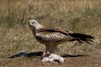 Haja červená - Milvus milvus - Red Kite