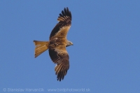 Haja červená - Milvus milvus - Red Kite