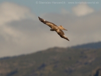 Haja červená - Milvus milvus - Red Kite