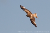 Haja červená - Milvus milvus - Red Kite