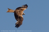 Haja červená - Milvus milvus - Red Kite