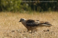 Haja červená - Milvus milvus - Red Kite