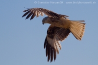 Haja červená - Milvus milvus - Red Kite