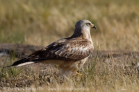 Haja červená - Milvus milvus - Red Kite