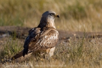 Haja červená - Milvus milvus - Red Kite