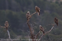 Haja červená - Milvus milvus - Red Kite