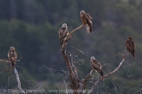 Haja červená - Milvus milvus - Red Kite
