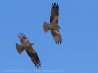 Haja tmavá - Milvus migrans - Black Kite