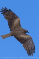 Haja tmavá - Milvus migrans - Black Kite