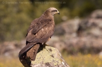 Haja tmavá - Milvus migrans - Black Kite