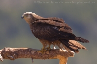 Haja tmavá - Milvus migrans - Black Kite