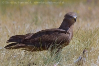 Haja tmavá - Milvus migrans - Black Kite