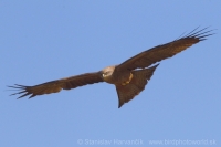 Haja tmavá - Milvus migrans - Black Kite