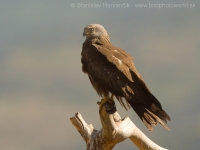 Haja tmavá - Milvus migrans - Black Kite