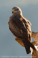 Haja tmavá - Milvus migrans - Black Kite