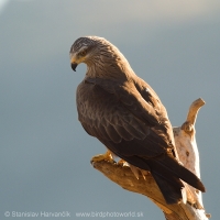 Haja tmavá - Milvus migrans - Black Kite