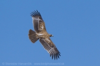 Orol iberský - Aquila adalberti - Spanish Imperial Eagle