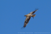 Orol iberský - Aquila adalberti - Spanish Imperial Eagle