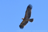 Orol iberský - Aquila adalberti - Spanish Imperial Eagle