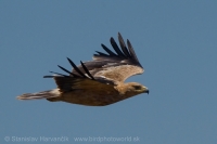 Orol iberský - Aquila adalberti - Spanish Imperial Eagle