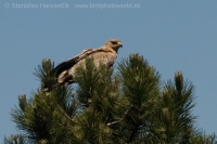 Orol iberský - Aquila adalberti - Spanish Imperial Eagle