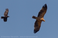 Orol iberský - Aquila adalberti - Spanish Imperial Eagle