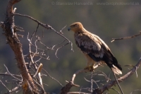 Orol iberský - Aquila adalberti - Spanish Imperial Eagle