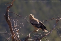 Orol iberský - Aquila adalberti - Spanish Imperial Eagle